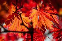 Quelle: pixabay/wal_172619